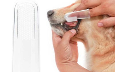 BEST TOOTHBRUSH AND TOOTHPASTE FOR DOGS